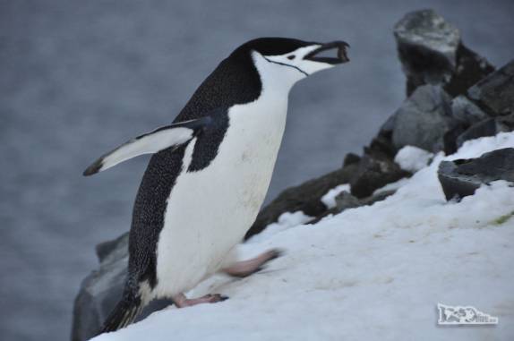 Com todo o cuidado, pinguim chinstrap carrega pequena pedra para fazer seu ninho em Half Moon Island, na Antártida